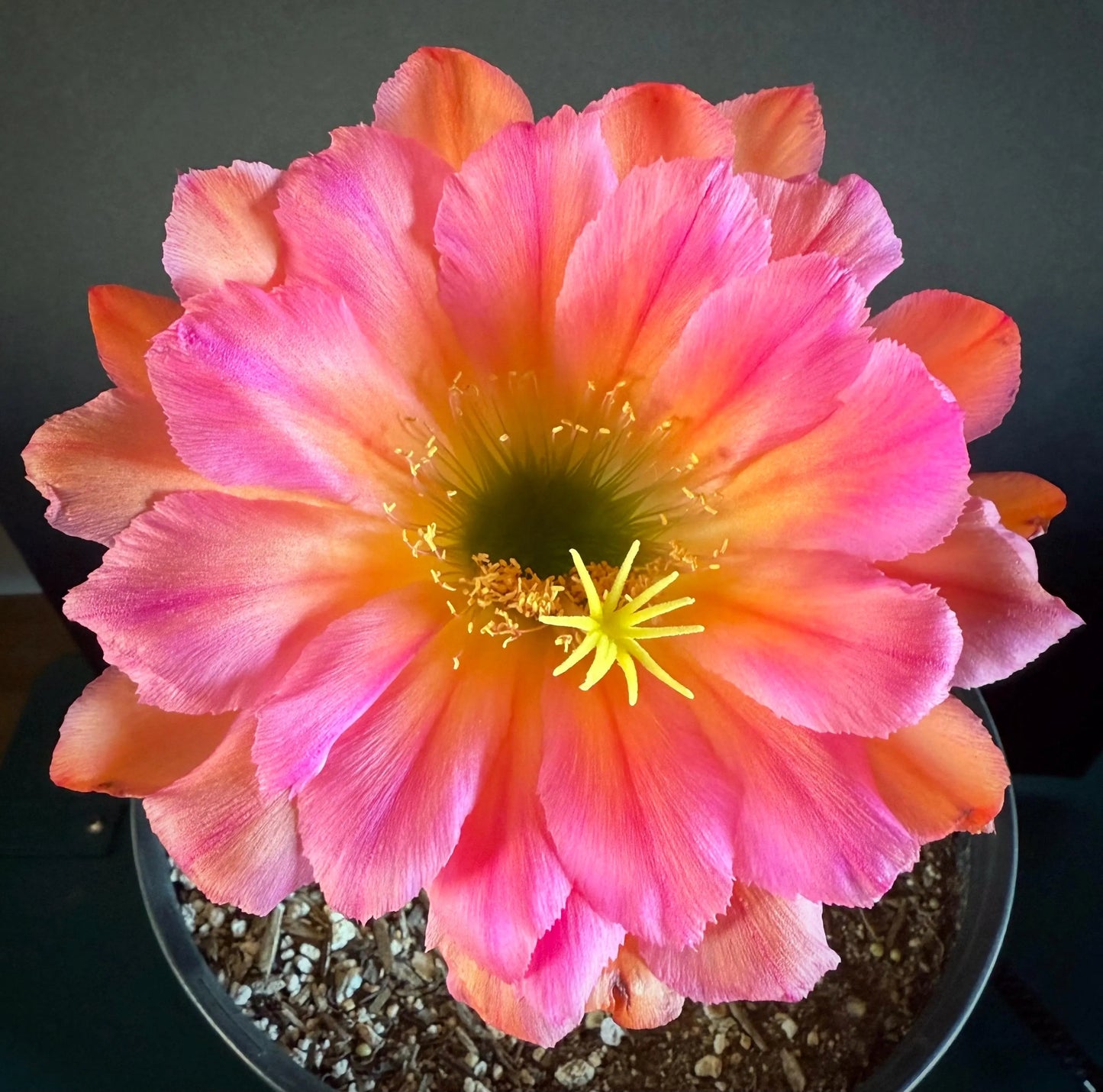 New TRICHOCEREUS HYBRID 'TRIPLE SEC' Blooming Cactus Plant