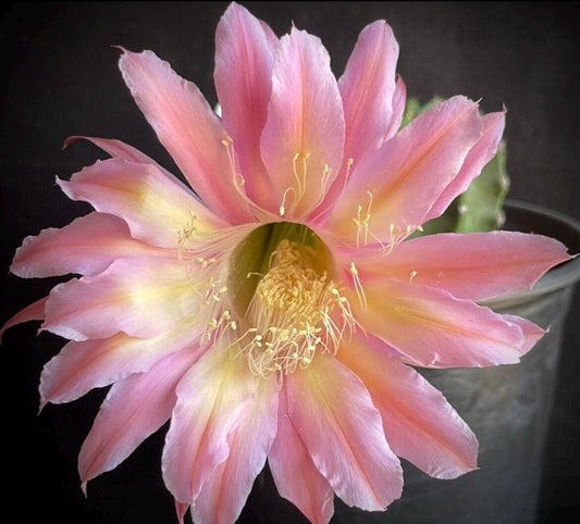 ECHINOPSIS HYBRID 'INTENSIVE' Blooming Cactus Plant