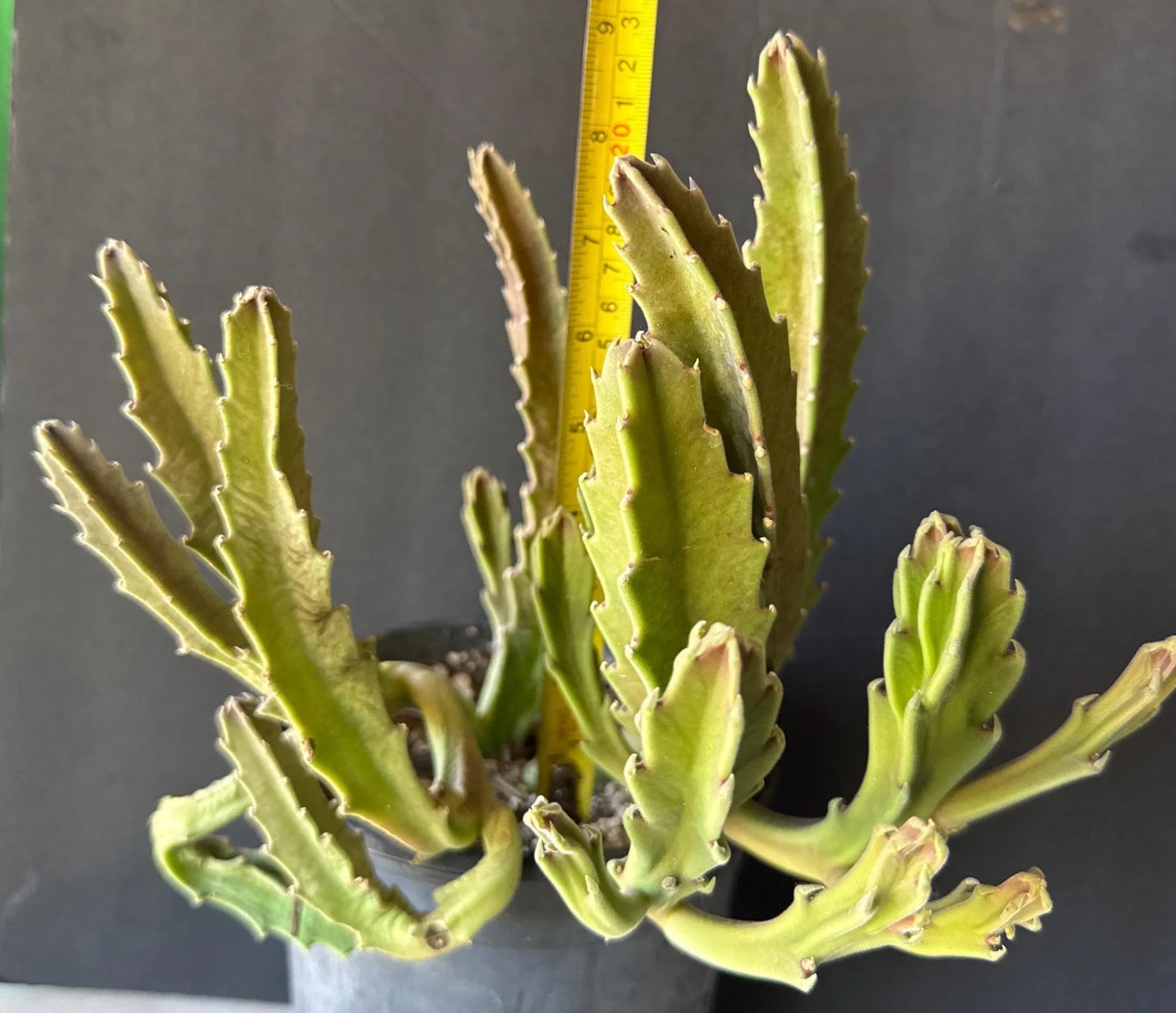 Stapelia Gigantea/Giant Starfish Flower Blooming Cactus Plant