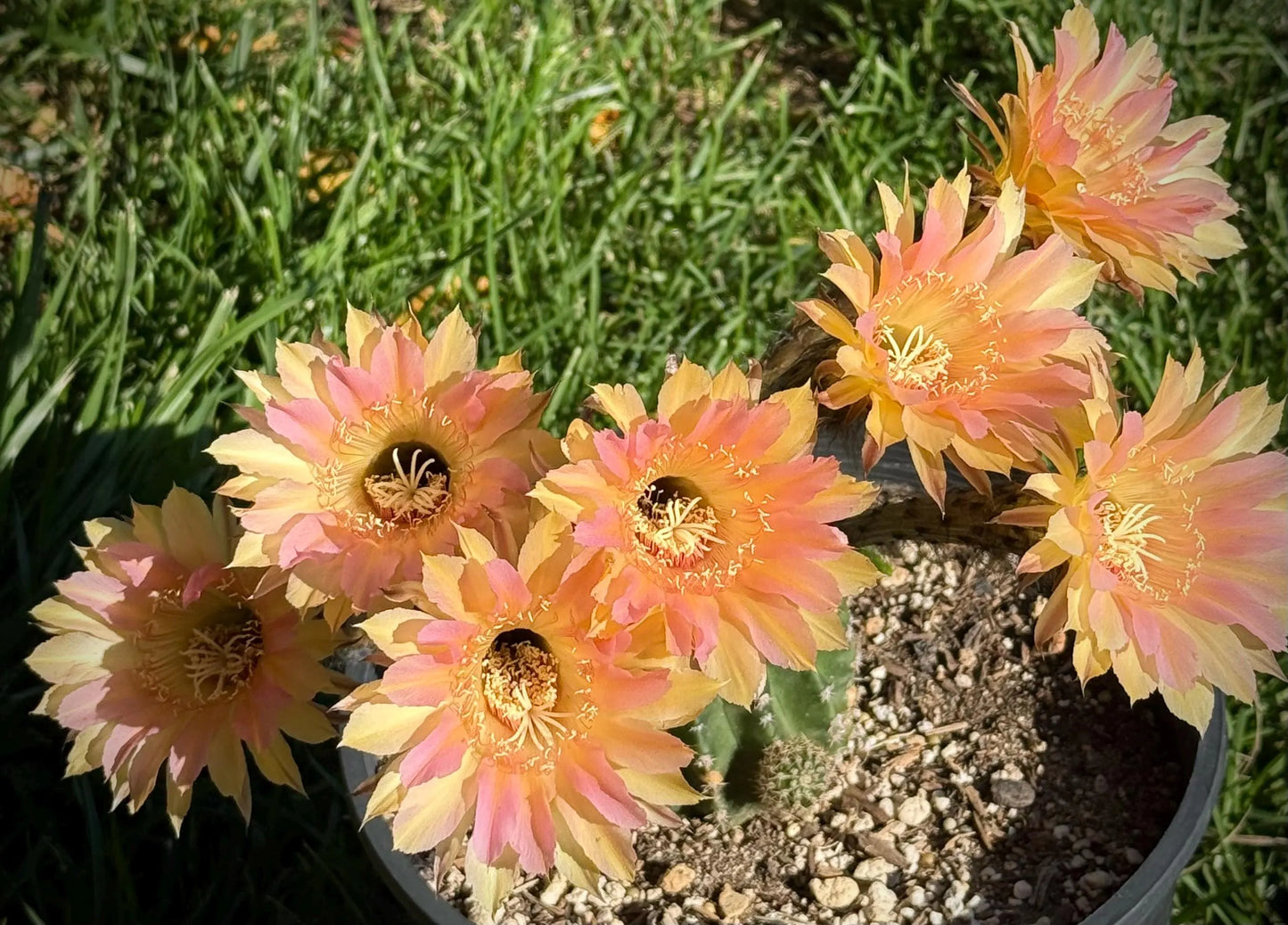Rare, New ECHINOPSIS Hybrid EUTOPIAN DREAM, Budding Blooming Cactus Plant