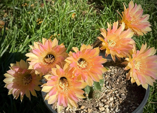 Rare, New ECHINOPSIS Hybrid EUTOPIAN DREAM, Budding Blooming Cactus Plant