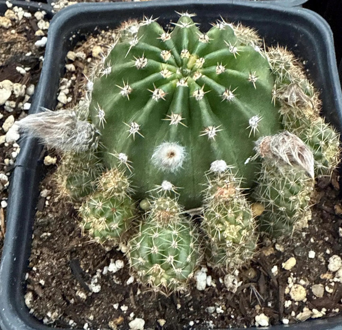 Rare, New ECHINOPSIS Hybrid EUTOPIAN DREAM, Budding Blooming Cactus Plant