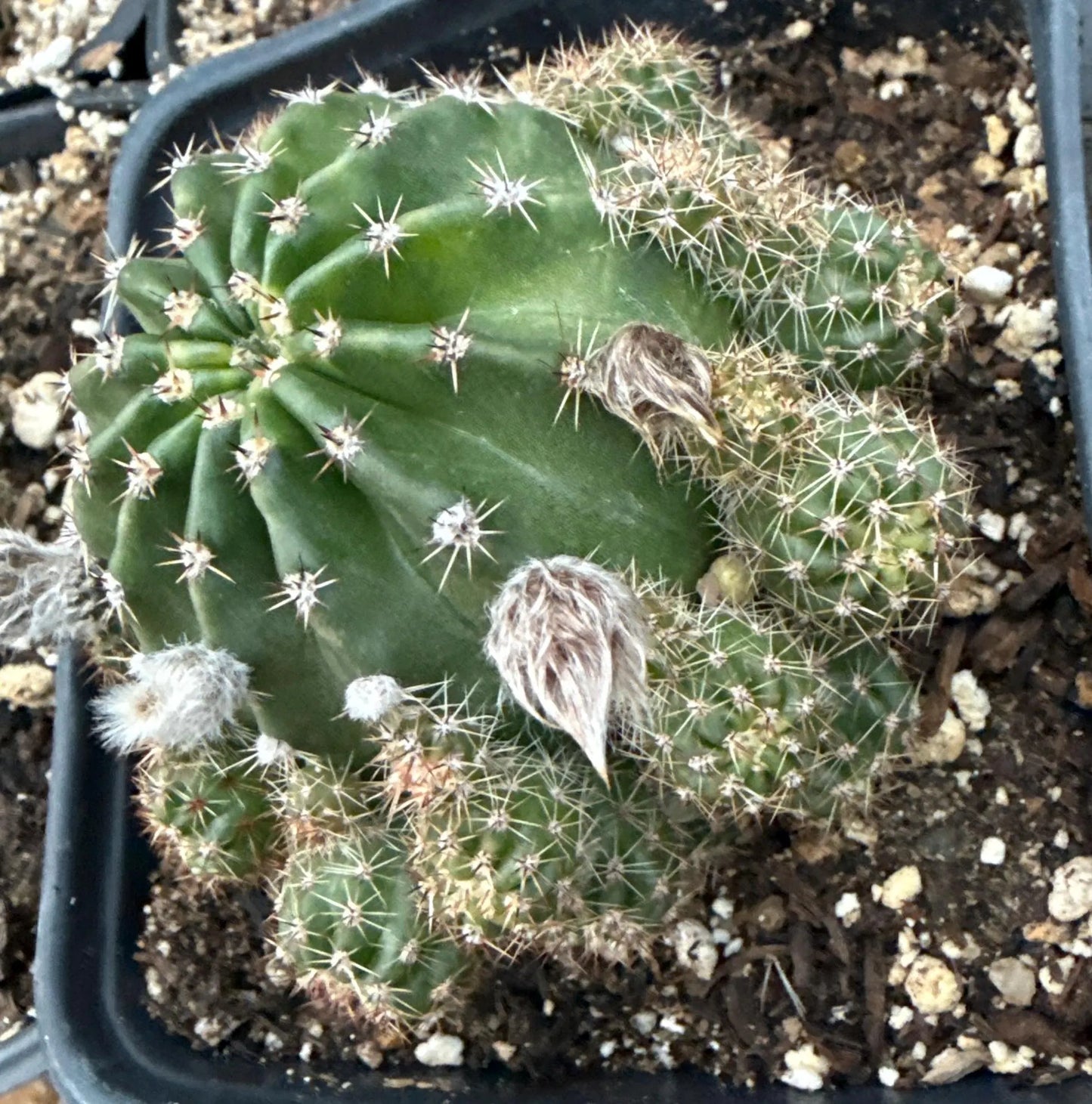 Rare, New ECHINOPSIS Hybrid EUTOPIAN DREAM, Budding Blooming Cactus Plant
