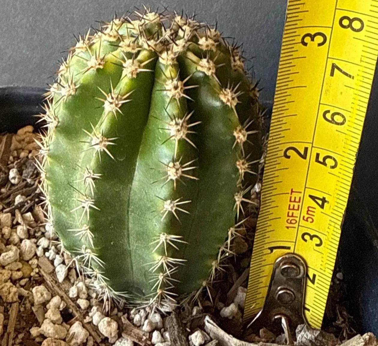 New ECHINOPIS HYBRID 'WESSNER 368' Blooming Cactus Plant