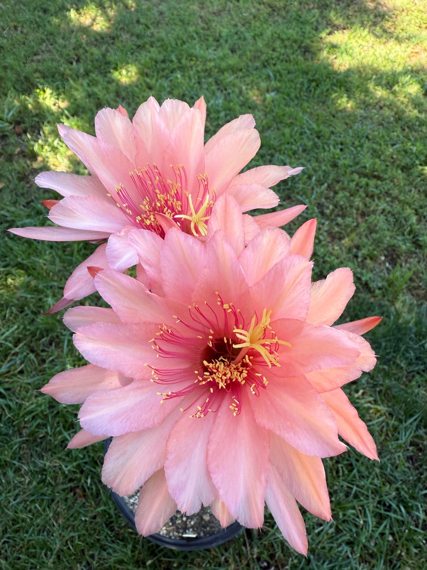 Hildewintera Hybrid 'Evita' — Rare Orange & Salmon-Pink Trailing Blooming Cactus