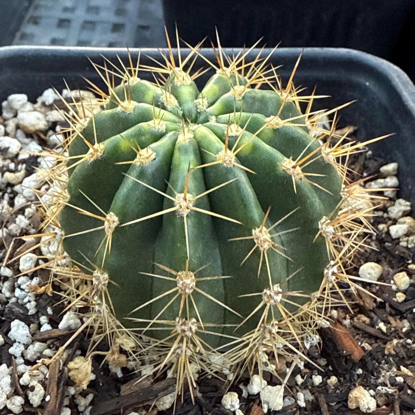 Echinopsis Hybrid 'Yes' — Rare Magenta & Red Blooming Cactus (3", Mark Dimmitt)