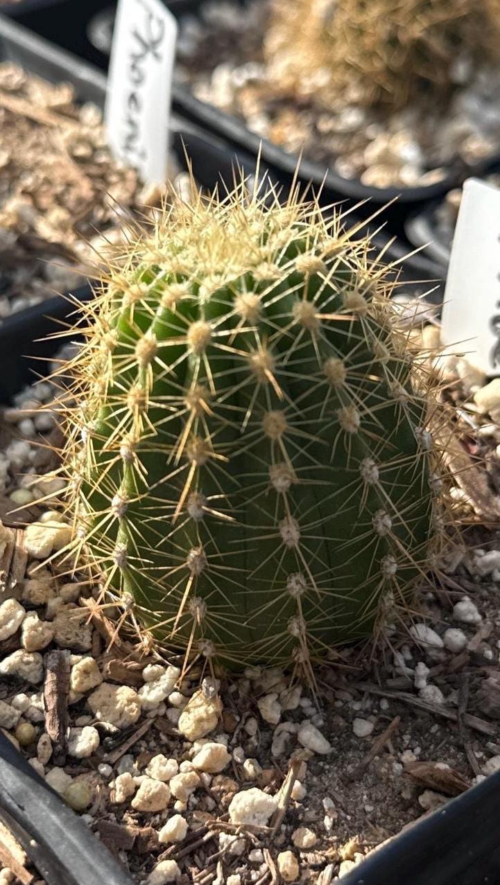 Trichocereus Hybrid 'Phoenix' — Rare Fiery Orange & Red Blooming Cactus