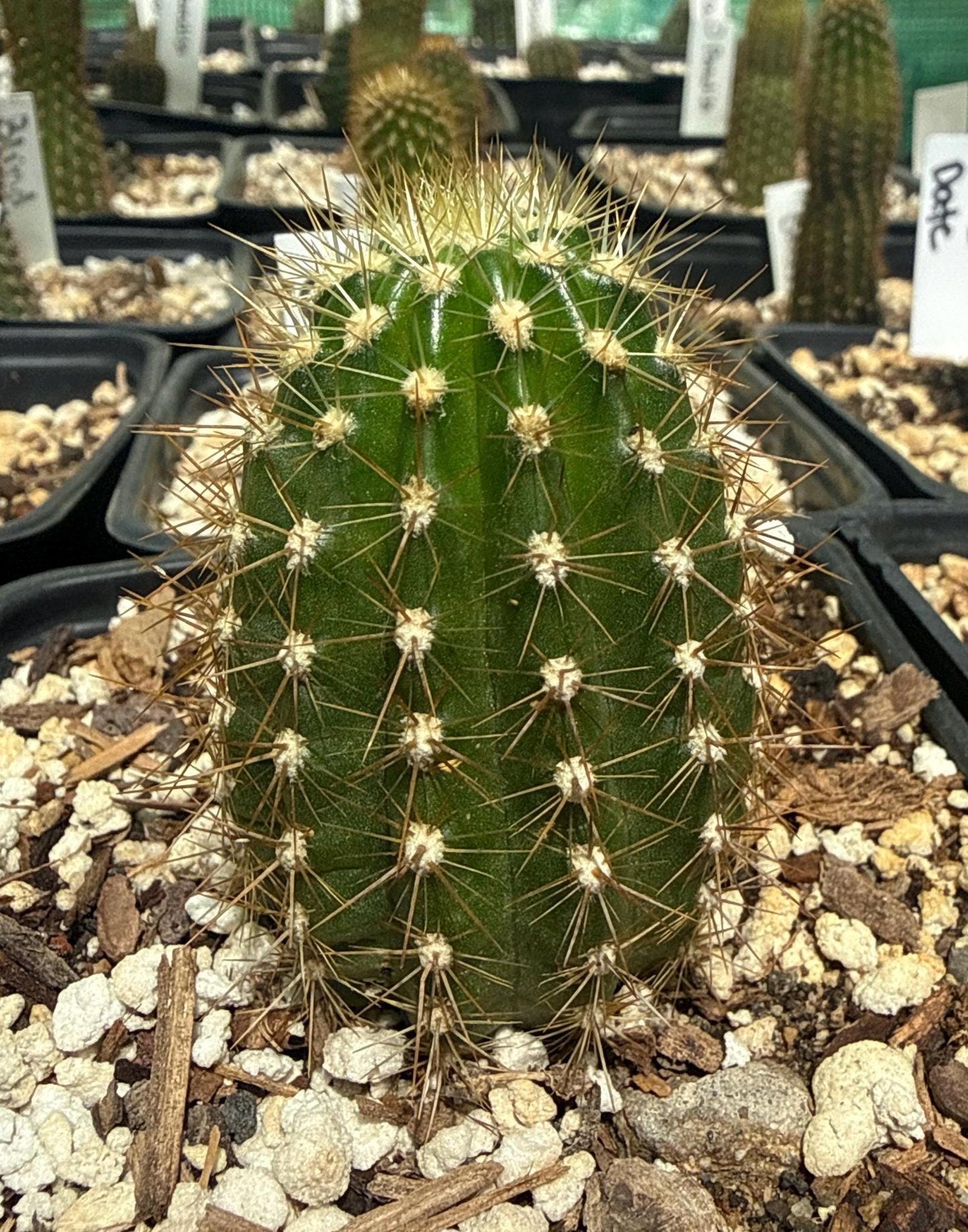 Trichocereus Hybrid 'Insane Big Pink Spider' — Rare 6"+ Spider Bloom Cactus (3–4"+)