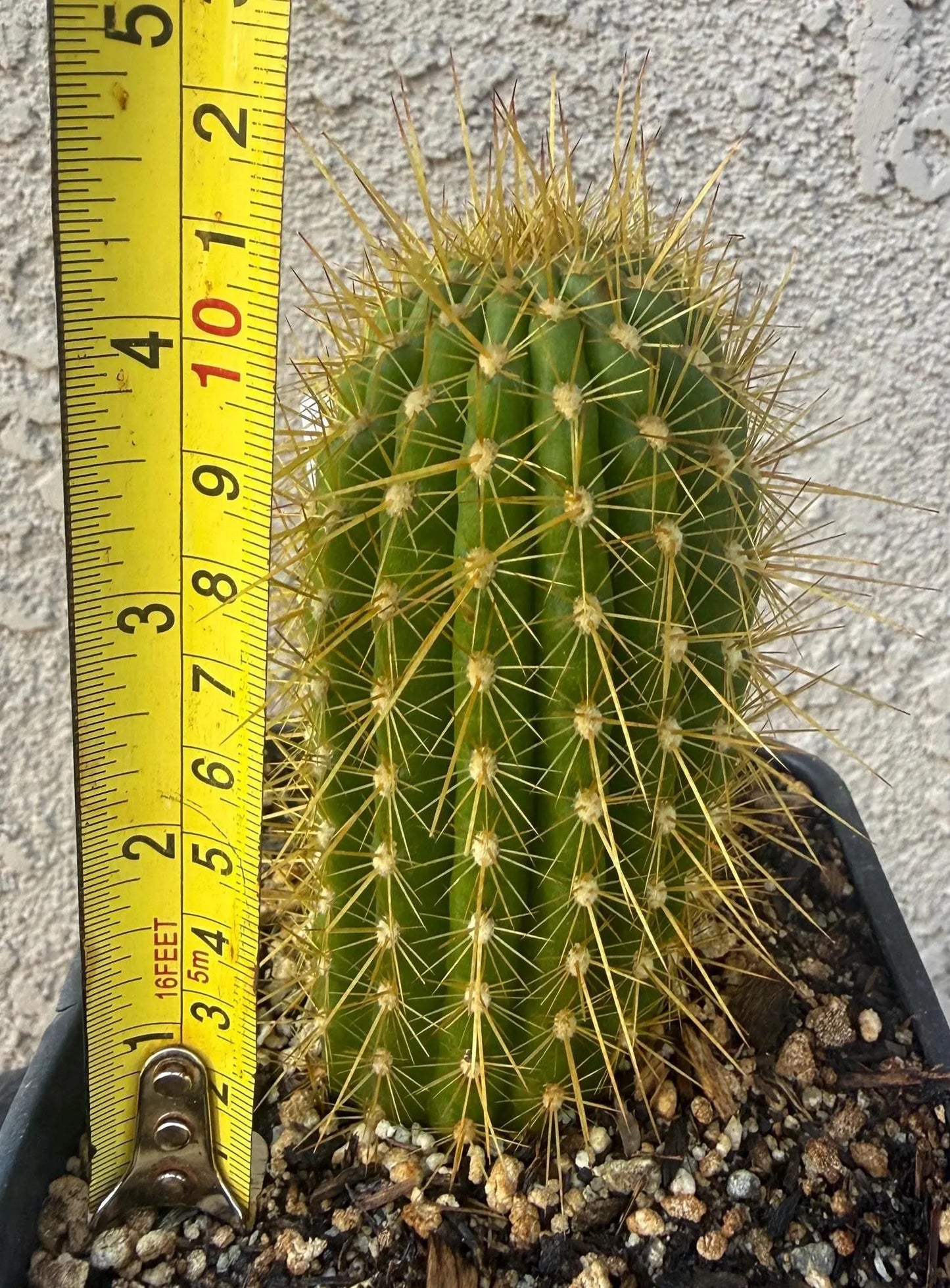 Trichocereus Hybrid 'Fire Truck' — Rare Blooming Cactus Plant