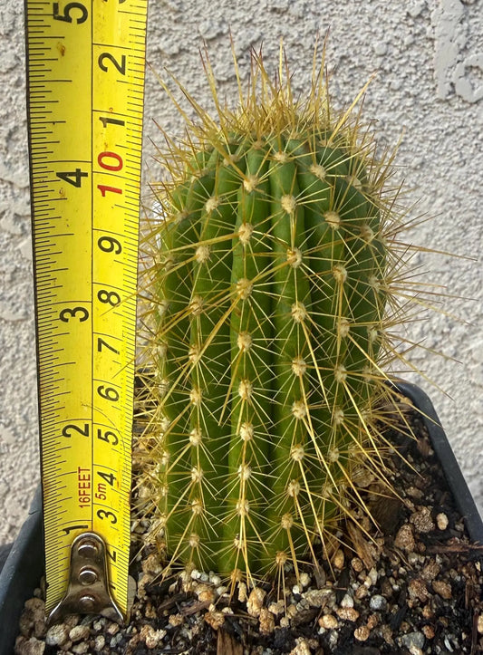 Trichocereus Hybrid 'Fire Truck' — Rare Blooming Cactus Plant