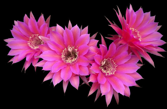 Fragrant ECHINOPSIS HYBRID 'FOXY LADY' Blooming Cactus Plant