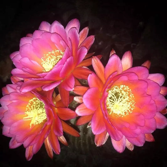 TRICHOCEREUS HYBRID 'GRADIFLORUS x HANS BRITCH' Blooming Cactus Plant