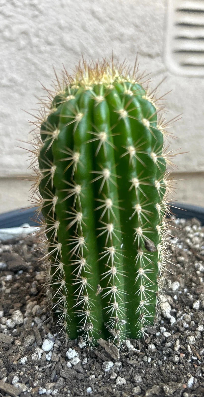 TRICHOCEREUS HYBRID 'GRADIFLORUS x HANS BRITCH' Blooming Cactus Plant