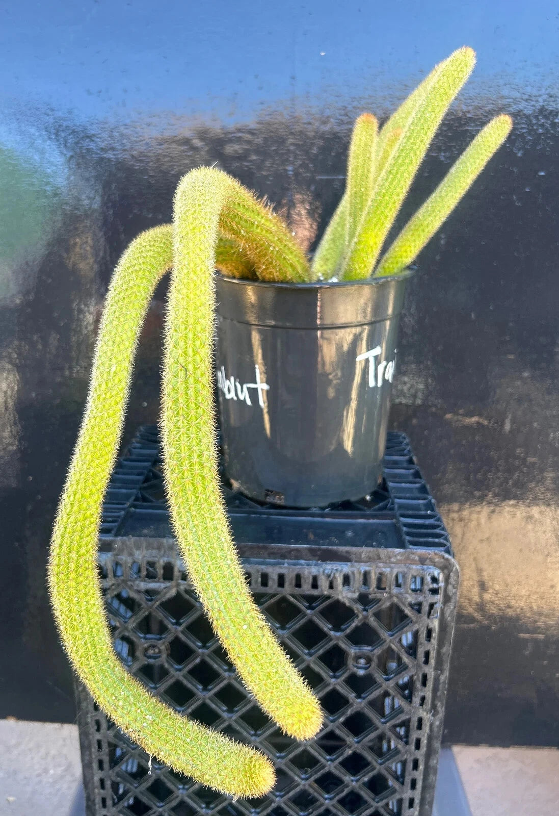 Large HILDEWINTERA HYBRID 'TRAISENBLUT' Blooming Cactus Plant