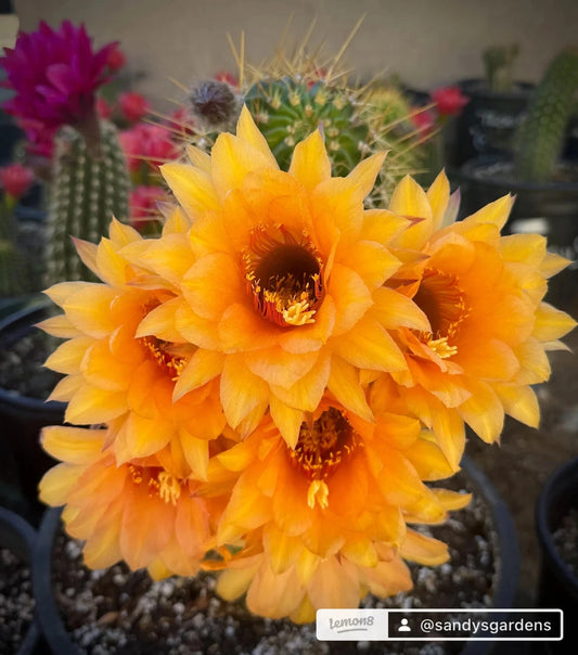 Rare TRICHOCEREUS HYBRID 'MONA LISA' Blooming Cactus Plant