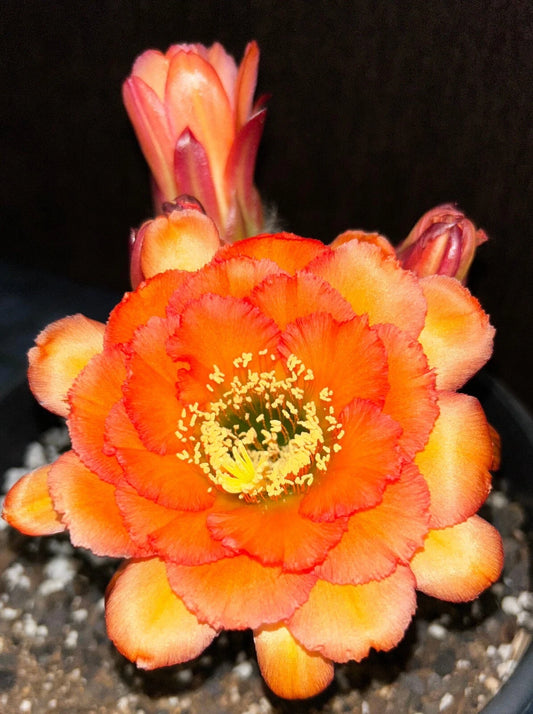 TRICHOCEREUS HYBRID 'R7' Blooming Cactus Plant