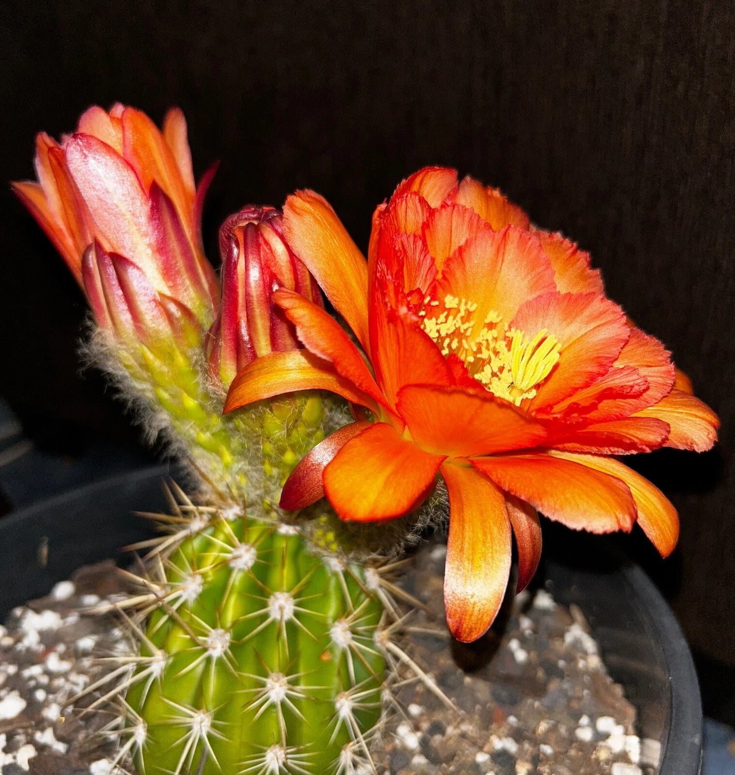 TRICHOCEREUS HYBRID 'R7' Blooming Cactus Plant