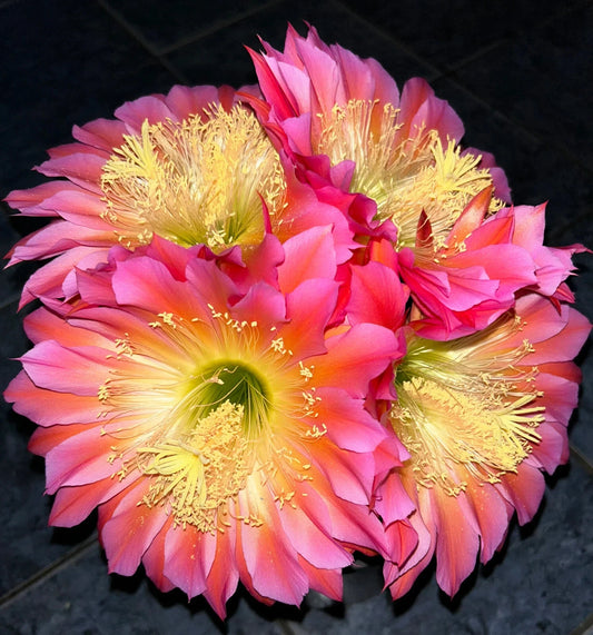 Extremely Rare TRICHOCEREUSHYRBID 'FLYING SAUCER' Blooming Cactus Plant