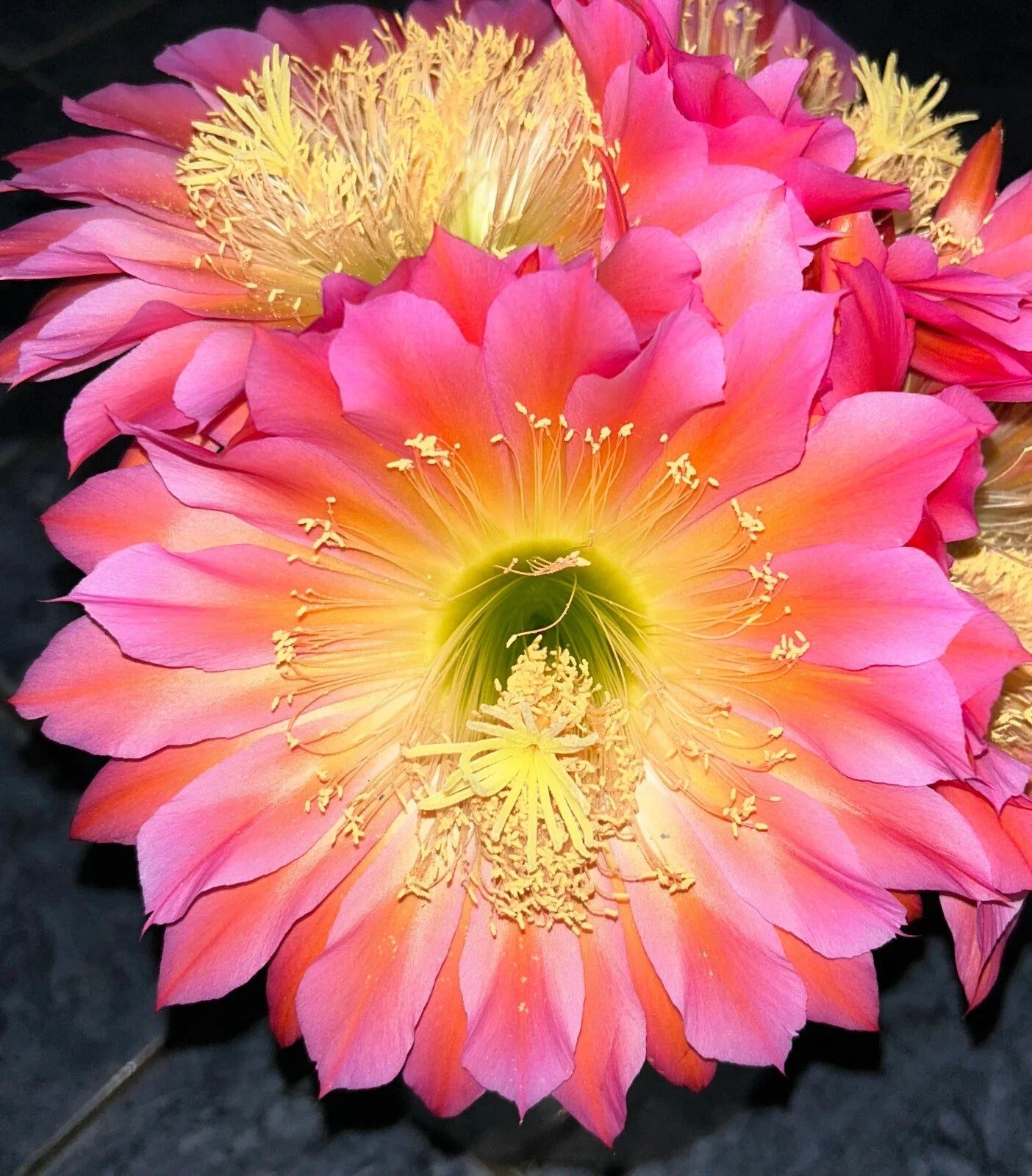 Extremely Rare TRICHOCEREUSHYRBID 'FLYING SAUCER' Blooming Cactus Plant