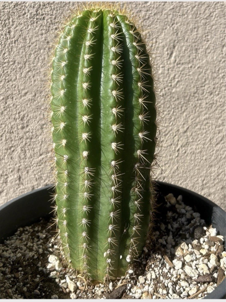 12 Inch, Extremely Rare TRICHOCEREUSHYRBID 'FLYING SAUCER' Blooming Cactus Plant