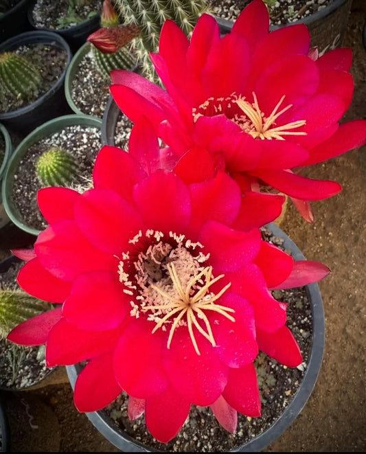 New TRICHOCEREUS HYBRID 'MAGGIE MAE' Blooming Cactus Plant