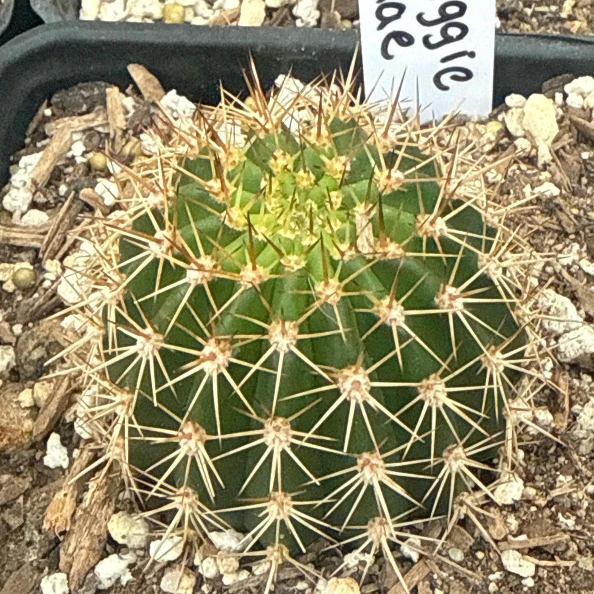 New TRICHOCEREUS HYBRID 'MAGGIE MAE' Blooming Cactus Plant