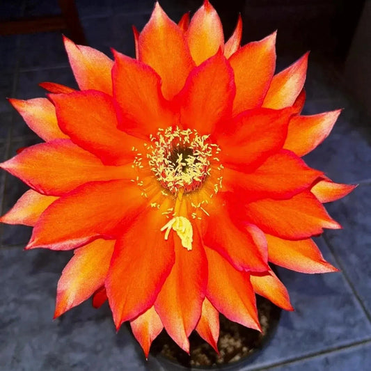 TRICHOCEREUS HYBRID 'PHOENIX' Blooming Cactus Plant