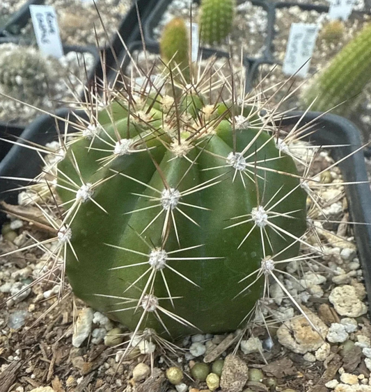 TRICHOCEREUS HYBRID 'FEUERRAD' Blooming Cactus Plant