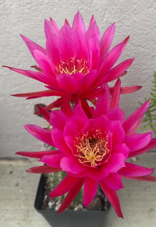 TRICHOCEREUS HYBRID 'EPIC' Blooming Cactus Plant