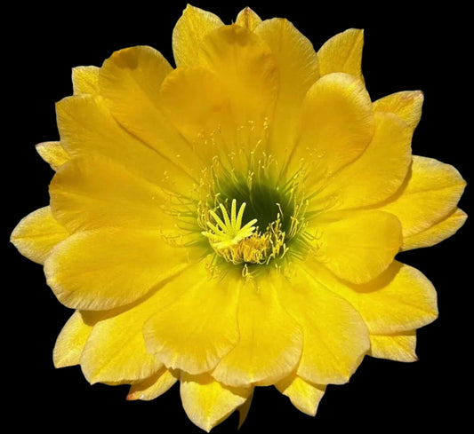 TRICHOCEREUS HYBRID 'GREEN EYE' Blooming Cactus Plant