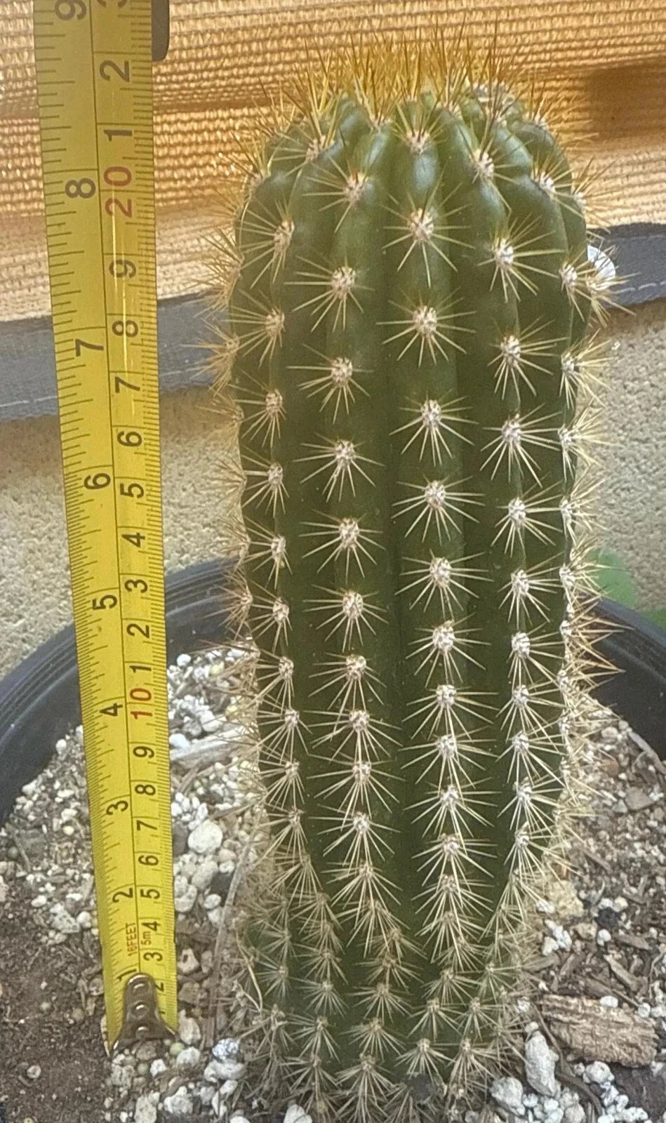 TRICHOCEREUS HYBRID 'EPIC' Blooming Cactus Plant