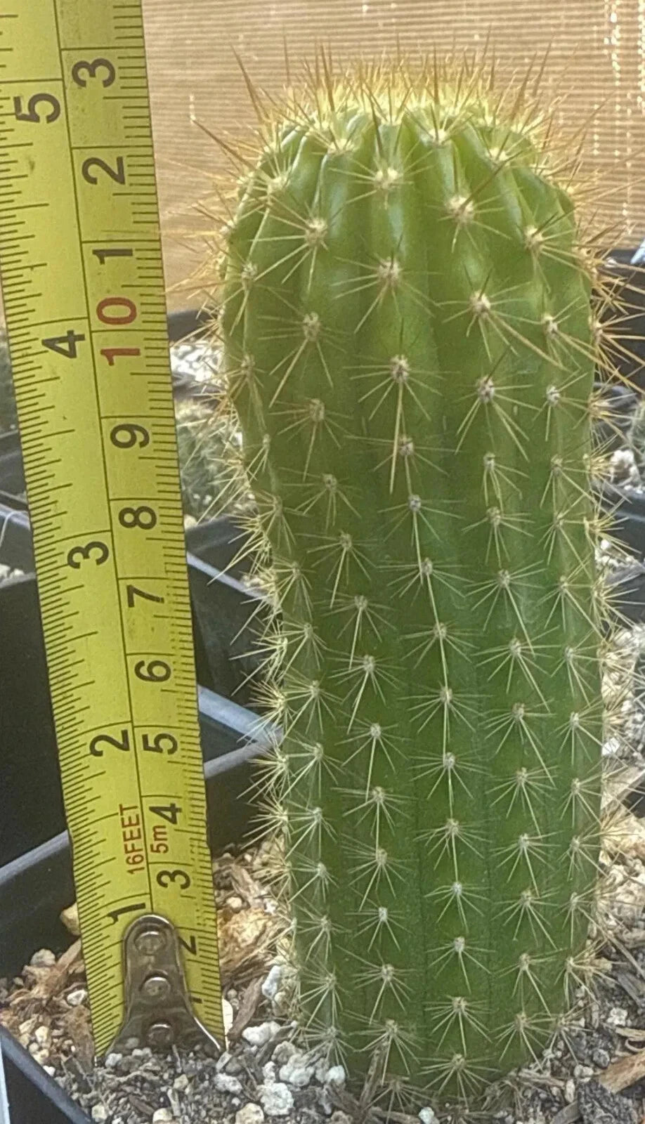 TRICHOCEREUS HYBRID 'SUPER ORANGE' Blooming Cactus Plant