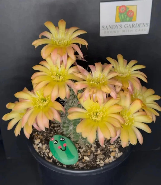 ECHINOPSIS HYBRID 'POOKA' Blooming Cactus Plant