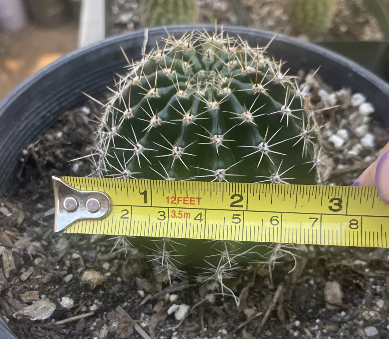 ECHINOPSIS HYBRID 'POOKA' Blooming Cactus Plant