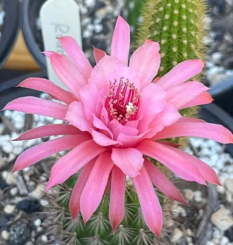 New HILDEWINTERA HYBRID 'RUDOLF HERZOG' Blooming Cactus Plant