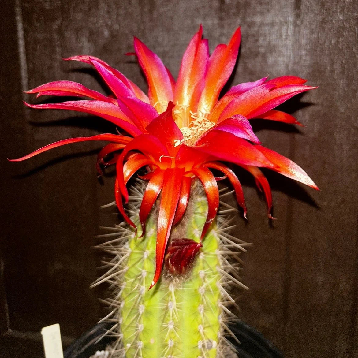 New, TRICHOCEREUS HYBRID 'SALMON SPIDER' Cactus Plant
